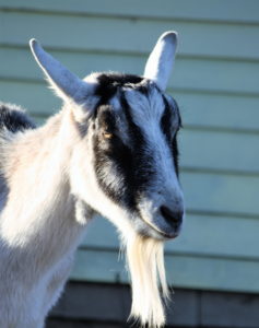 2016-goat_headshot