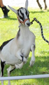 2016-goat_jumping-headshot