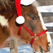 gsnap-rockin-santa-home-page-vert7