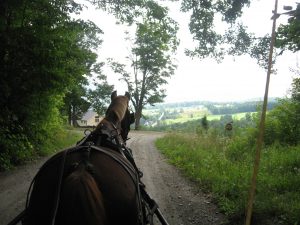 Annie Driving on road Trail paths for horses
