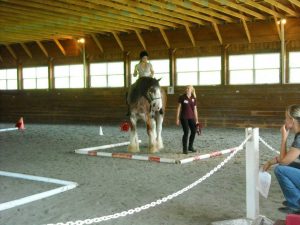 Horse Power in arena large indoor riding arena