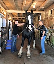vet-and-support-grooming-225x300