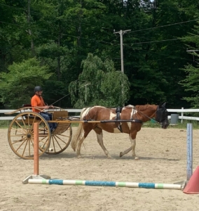 horse pulling care with one passenger driving